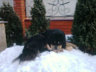 tibetan mastiff