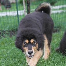 pappy of tibetan mastiff