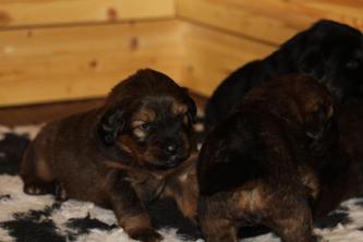 puppy tibetan mastiff