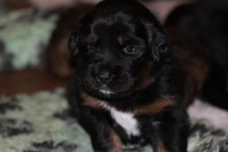 tibetan mastiff