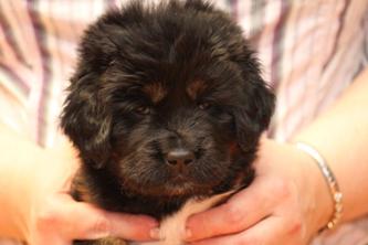 tibetan mastiff