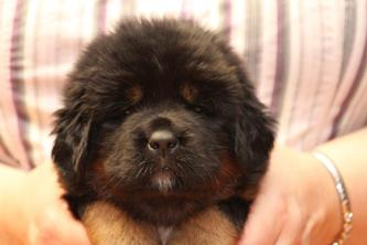 puppy of tibetan mastiff