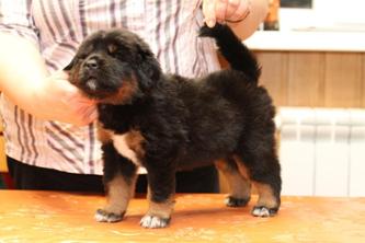 black-tan tibetan mastiff