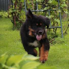 tibetan mastiff