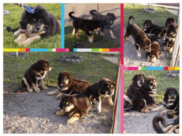 tibetan mastiff puppies