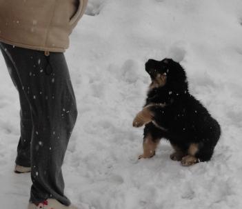 puppy tibetan mastiff